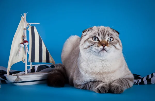 Scottish Fold cat on a blue background — Stock Photo, Image