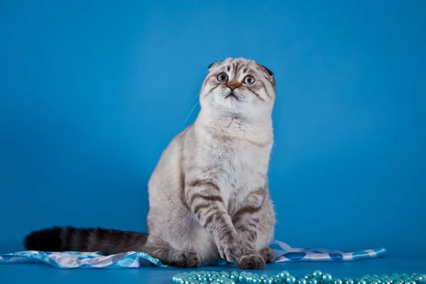 青色の背景にスコティッシュフォールド猫 — ストック写真