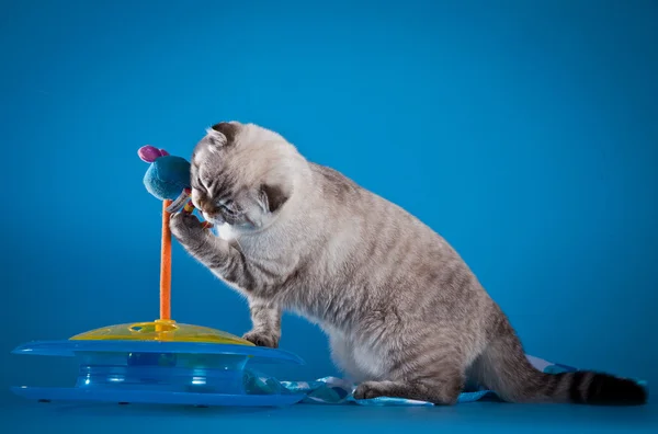 Scottish Fold cat on a blue background — Stock Photo, Image