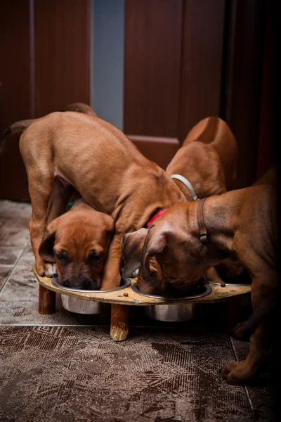 Anjing pudel dari Rhodesia — Stok Foto