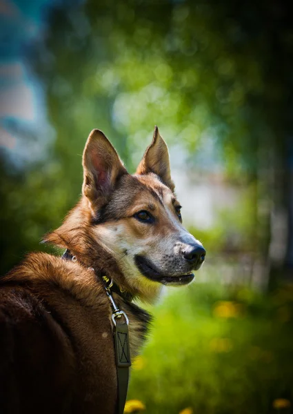 Tenyészt kutya szabadban — Stock Fotó