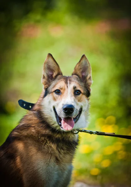 Raça cão ao ar livre — Fotografia de Stock
