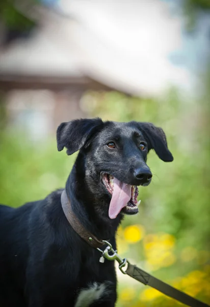 Black dog on the nature — Stock Photo, Image