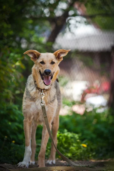 Chien de race en plein air — Photo