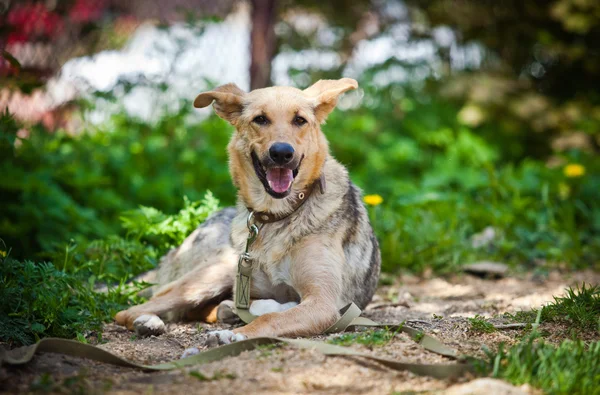 Föder upp hund utomhus — Stockfoto