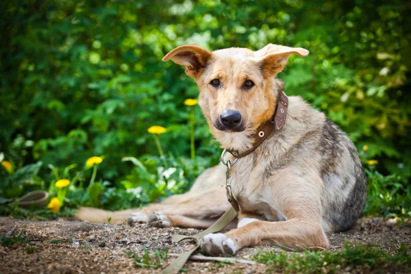 Breed Dog Outdoors — Stock Photo, Image