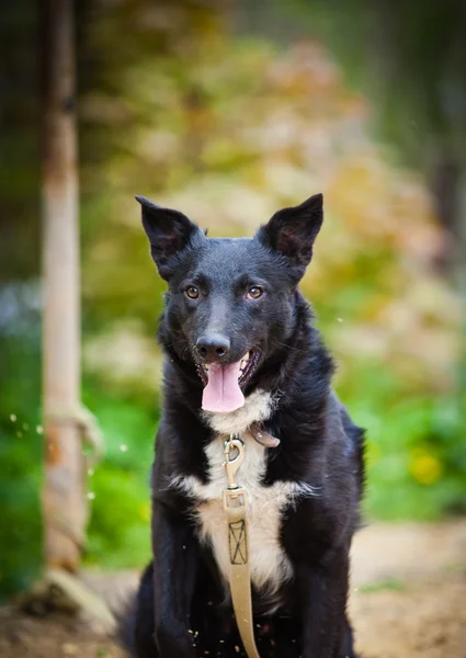 Schwarzer Hund in der Natur — Stockfoto