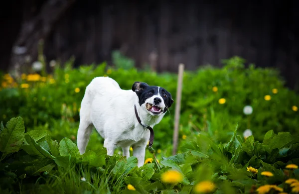 Föder upp hund utomhus — Stockfoto