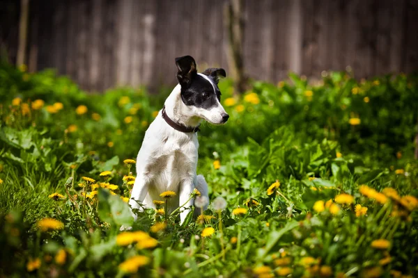 Raza perro al aire libre — Foto de Stock