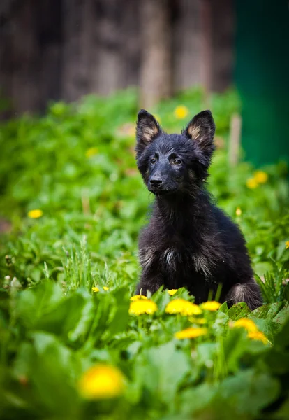 Perro negro en la naturaleza —  Fotos de Stock