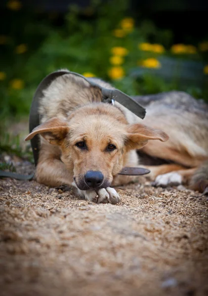 Breed Dog Outdoors — Stock Photo, Image