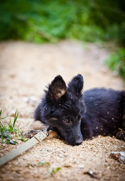 Black dog on the nature — Stock Photo, Image