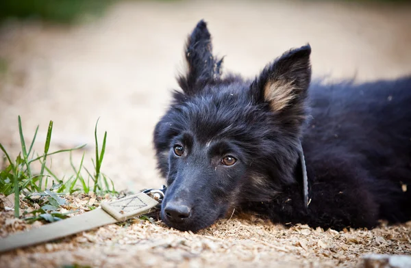 Cane nero sulla natura — Foto Stock