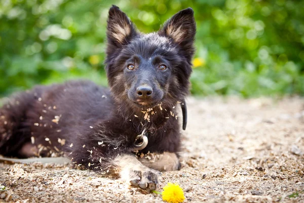 Чёрная собака на природе — стоковое фото