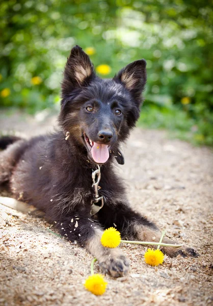 Schwarzer Hund in der Natur — Stockfoto