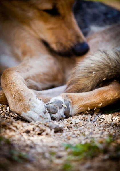 Breed Dog Outdoors — Stock Photo, Image