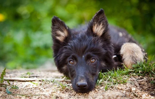 大自然中的黑狗 — 图库照片