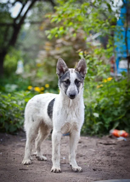 Breed Dog Outdoors — Stock Photo, Image