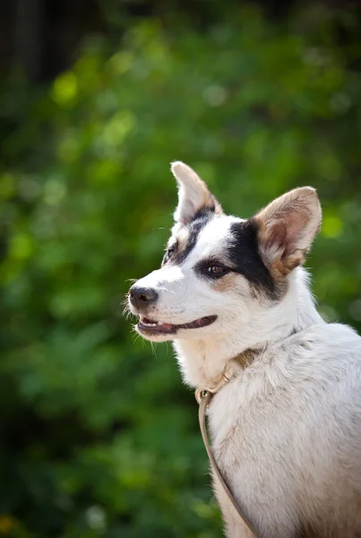 Chien de race en plein air — Photo