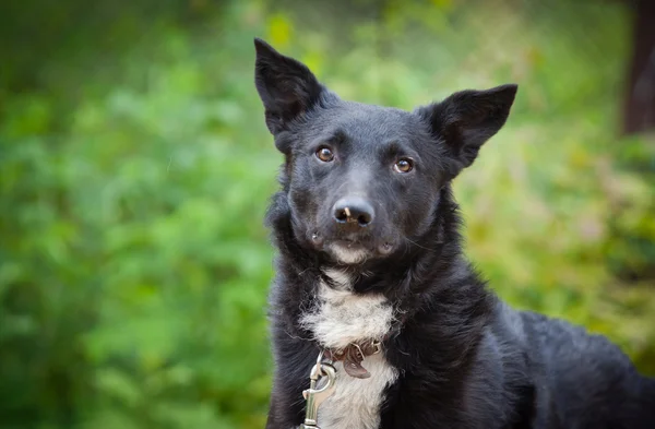 Raça cão — Fotografia de Stock