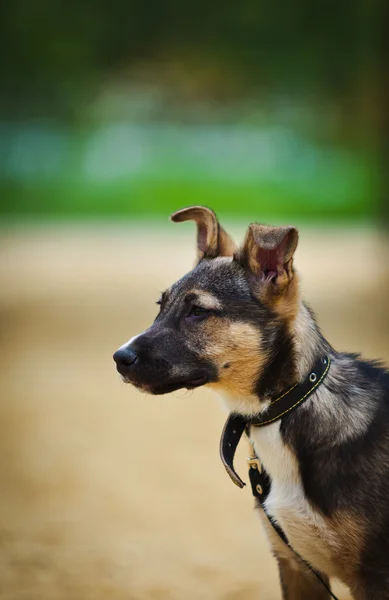 Rassehund — Stockfoto