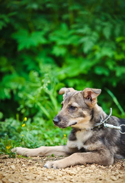 Rassehund — Stockfoto