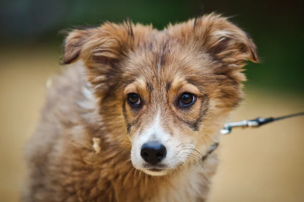 Rassehund — Stockfoto