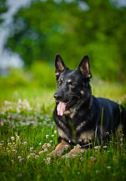 德国牧羊犬品种的狗 — 图库照片