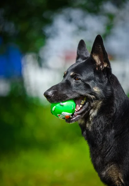 ジャーマン ・ シェパード犬の品種 — ストック写真