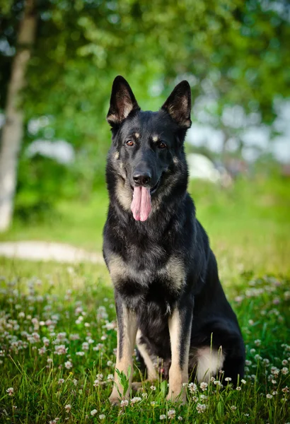 Alman çoban köpek doğurmak — Stok fotoğraf