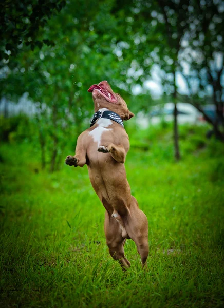 Pit bull terrier cão joga na natureza — Fotografia de Stock