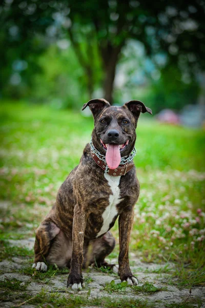 Mongrel dog on the nature — Stock Photo, Image