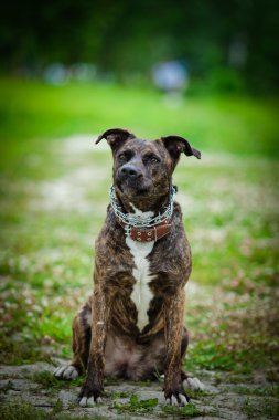 Melez köpek niteliğine