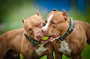 köpek park, fino yürüyüşler yaz