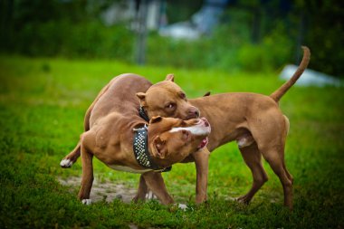 Çukur boğa korkunç köpek doğa üzerinde çalış