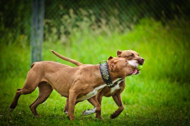 Pit bull terrier dog plays on nature clipart