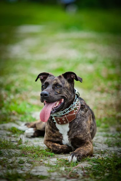 Melez köpek niteliğine