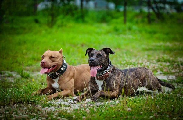 Pit bull terrier dog plays on nature — Stock Photo, Image