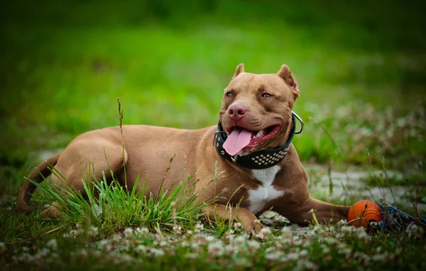 Pit bull terrier cão na natureza — Fotografia de Stock