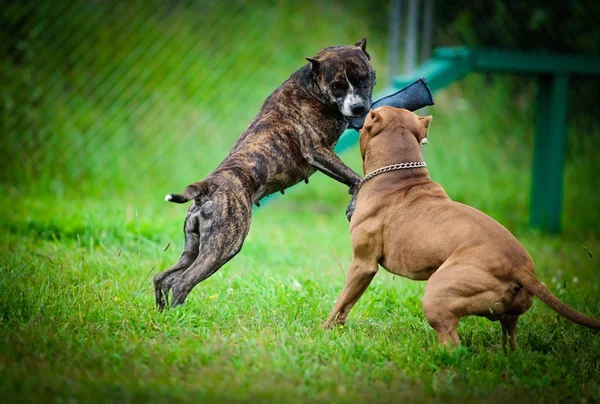 Τεριέ του bull κοιλωμάτων σκύλος παίζει με την φύση — Φωτογραφία Αρχείου