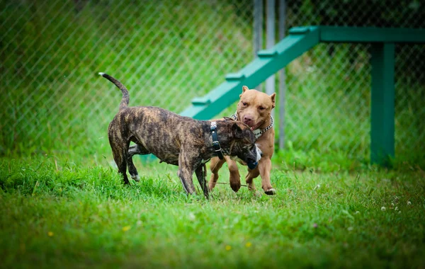 De Terriër van de stier van de kuil hond speelt op aard — Stockfoto