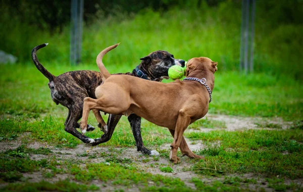 Pit bull terrier hund spiller på naturen - Stock-foto