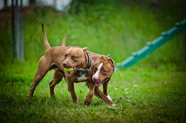 Pit bull terrier cão joga na natureza — Fotografia de Stock