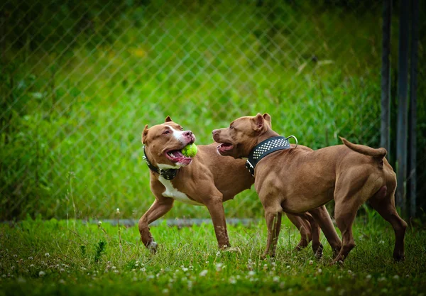 Pit bull terrier dog plays on nature — Stock Photo, Image