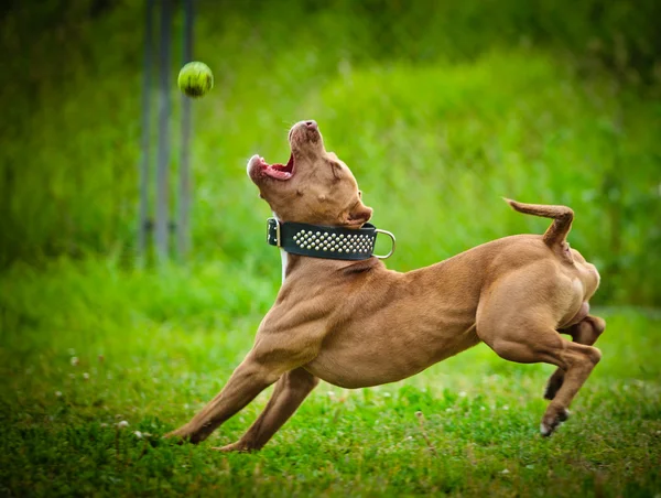 Pit bull terrier cão joga na natureza — Fotografia de Stock