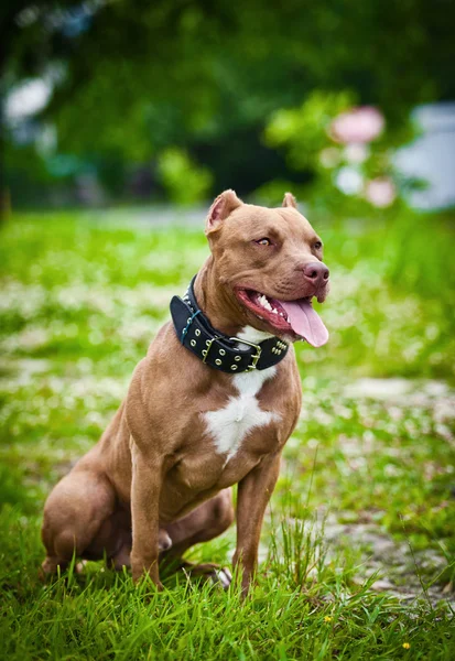 Pit bull terrier cão na natureza — Fotografia de Stock