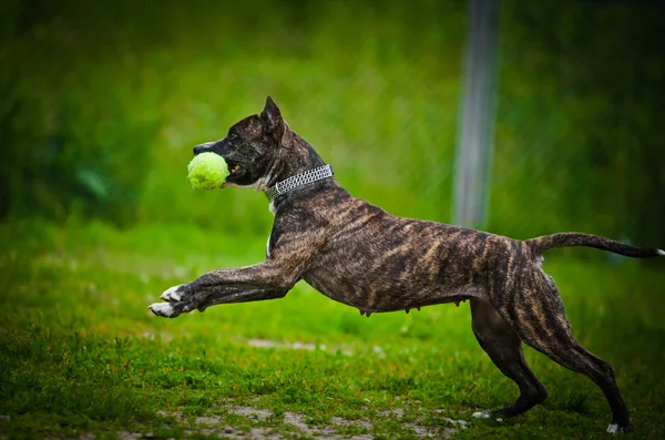 Bastaard hond op de aard — Stockfoto