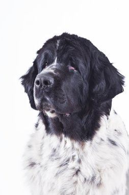 Beyaz bir arka plan üzerinde Newfoundland köpek