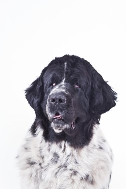 Beyaz bir arka plan üzerinde Newfoundland köpek