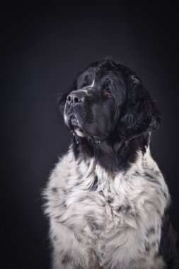 Newfoundland köpek siyah beyaz portre Studio